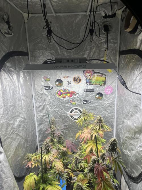 Gelato 44. RoyalQueenSeeds. Week 14