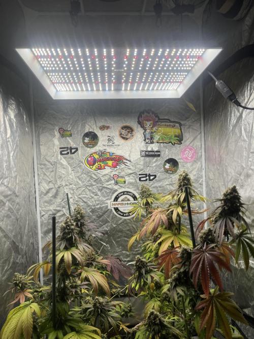 Gelato 44. RoyalQueenSeeds. Week 14