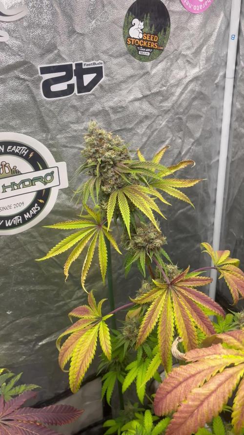 Lemon Cherry Runtz. Fastbuds