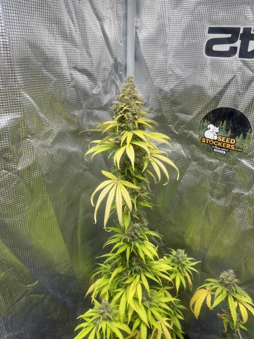 Runtz Punch. Herbies. Week 15