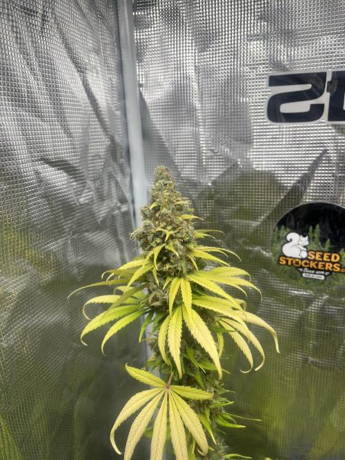 Runtz Punch. Herbies. Week 15