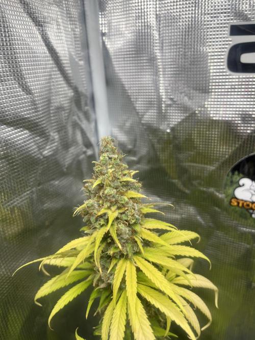 Runtz Punch. Herbies. Week 15