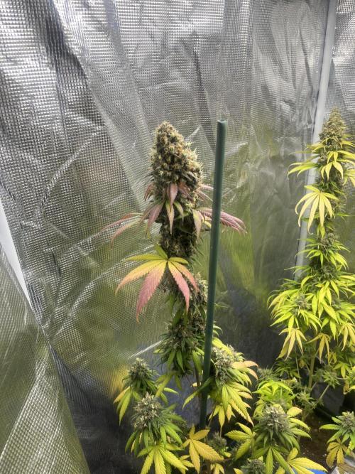 Runtz Punch. Herbies. Week 15