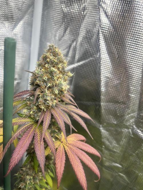 Runtz Punch. Herbies. Week 15