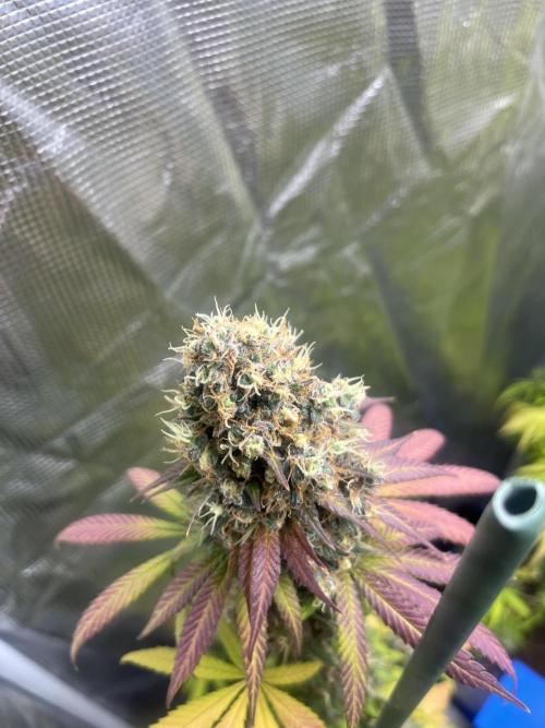 Runtz Punch. Herbies. Week 15