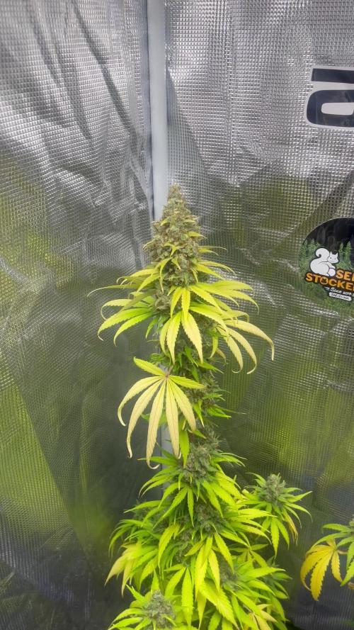 Runtz Punch. Herbies