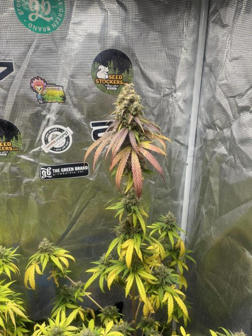 Runtz. MSNL. Week 15