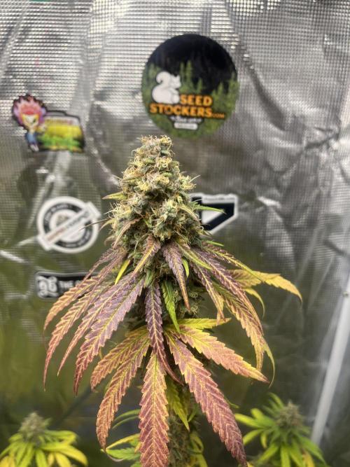 Runtz. MSNL. Week 15