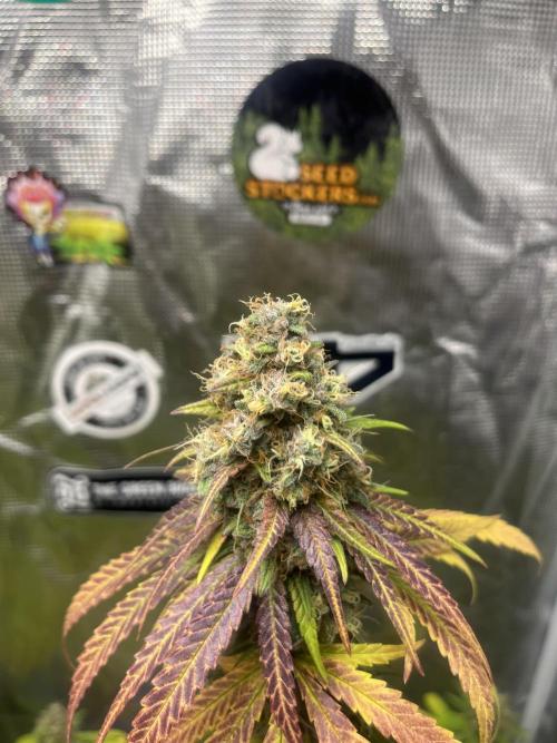 Runtz. MSNL. Week 15