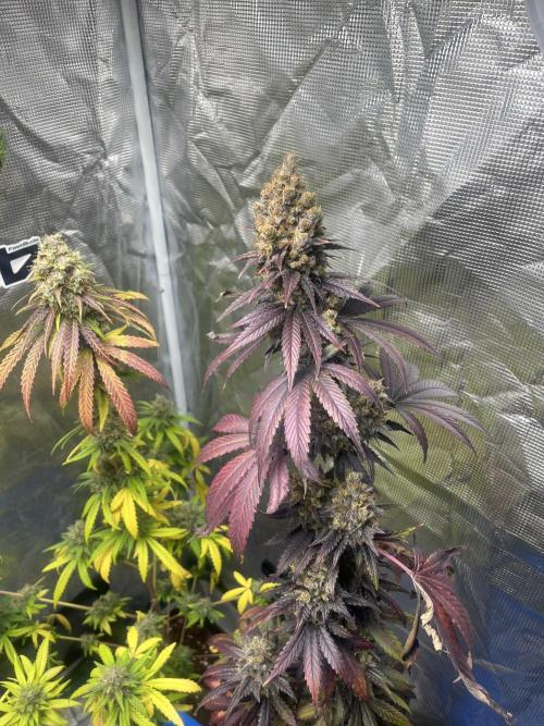 Runtz. MSNL. Week 15