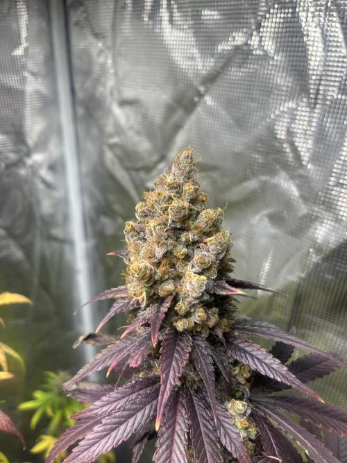 Runtz. MSNL. Week 15