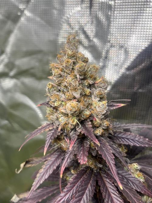 Runtz. MSNL. Week 15