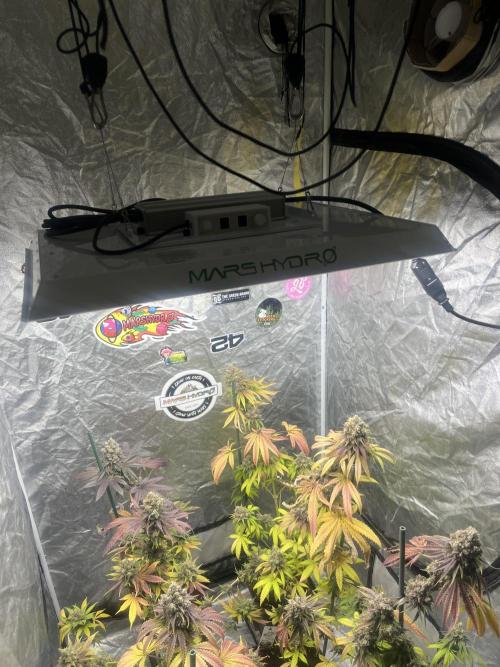 Gelato 44. RoyalQueenSeeds. Week 15