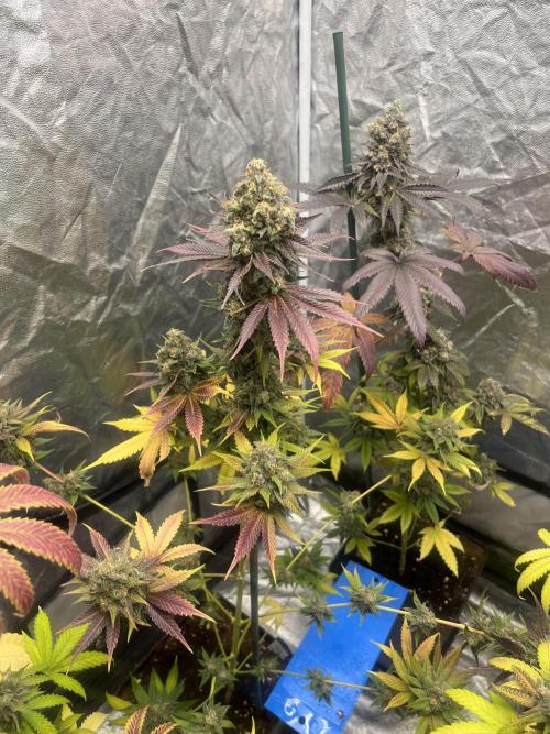 Gelato 44. RoyalQueenSeeds. Week 15