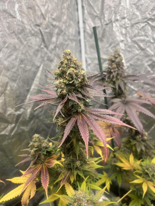 Gelato 44. RoyalQueenSeeds. Week 15