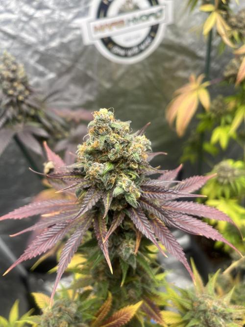 Gelato 44. RoyalQueenSeeds. Week 15