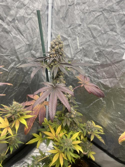 Gelato 44. RoyalQueenSeeds. Week 15