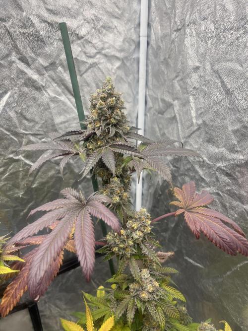 Gelato 44. RoyalQueenSeeds. Week 15