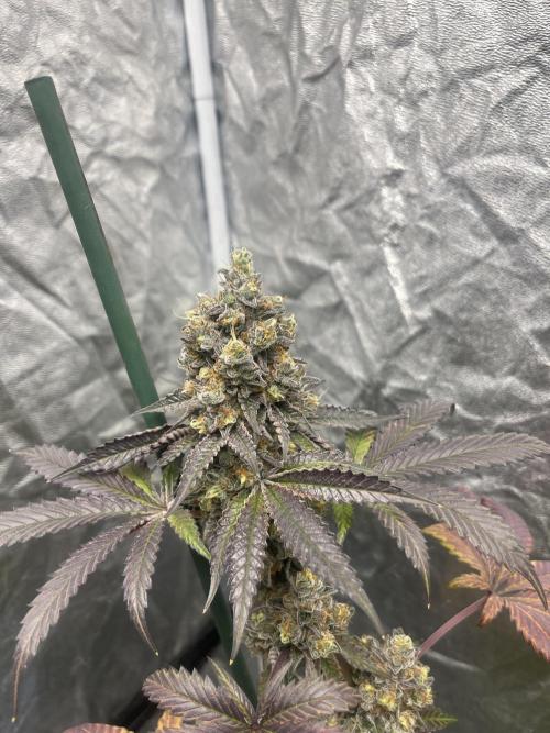 Gelato 44. RoyalQueenSeeds. Week 15