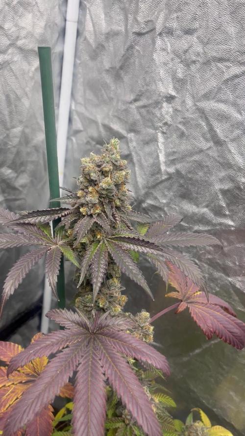 Gelato 44. RoyalQueenSeeds