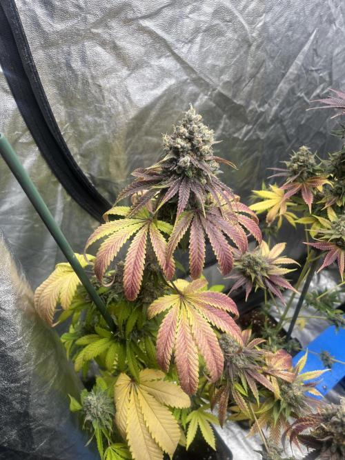 Lemon Cherry Runtz. Fastbuds. Week 15