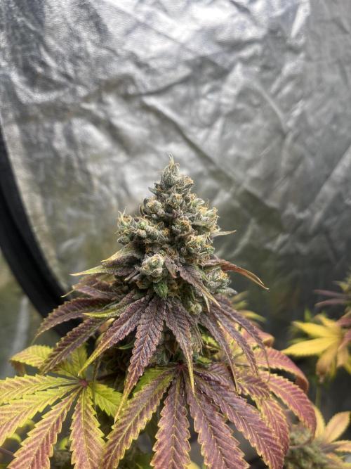 Lemon Cherry Runtz. Fastbuds. Week 15