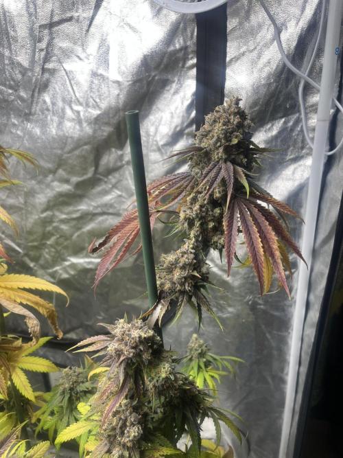 Lemon Cherry Runtz. Fastbuds. Week 15