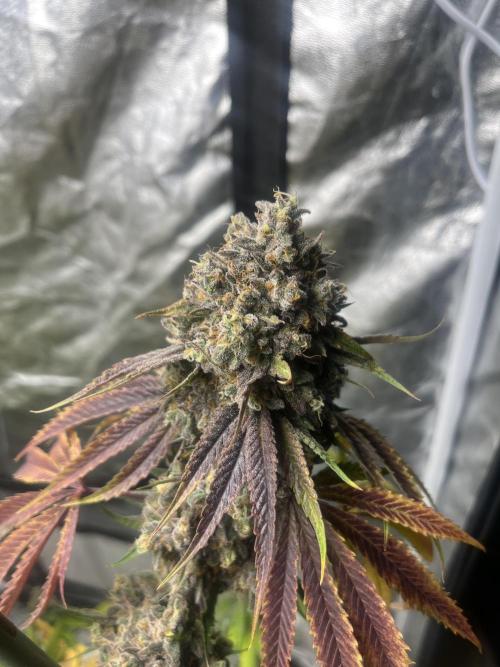 Lemon Cherry Runtz. Fastbuds. Week 15