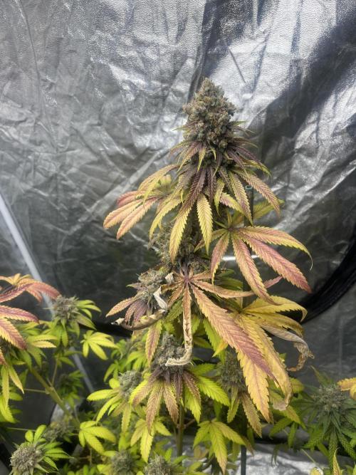 Lemon Cherry Runtz. Fastbuds. Week 15