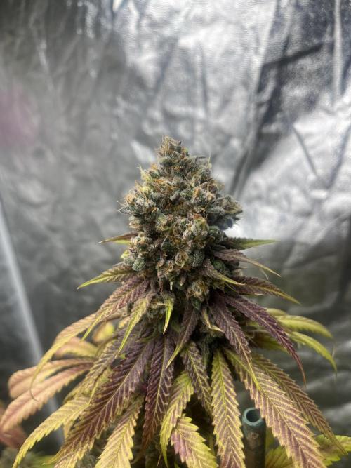 Lemon Cherry Runtz. Fastbuds. Week 15