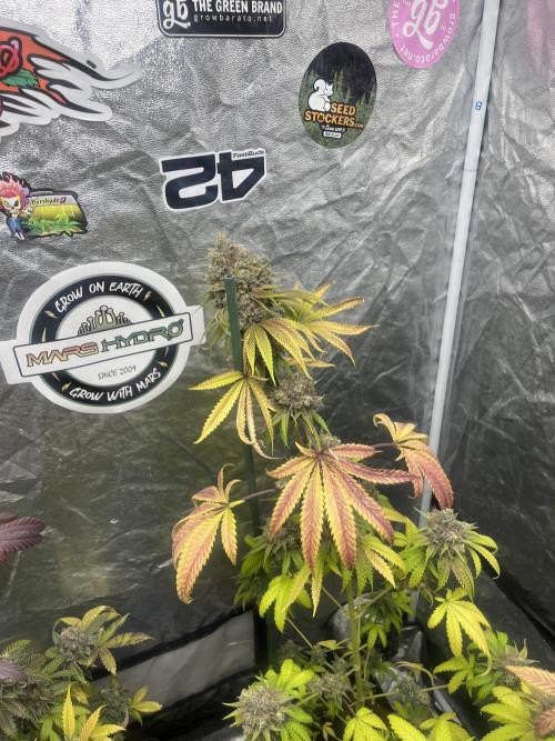 Lemon Cherry Runtz. Fastbuds. Week 15