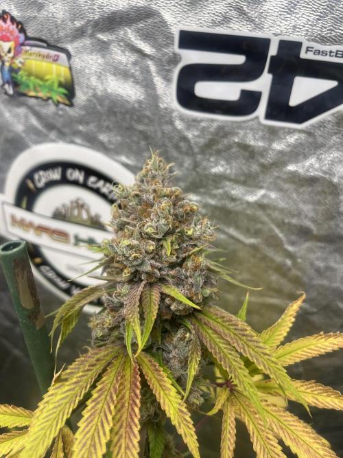 Lemon Cherry Runtz. Fastbuds. Week 15