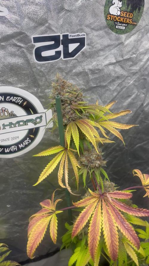 Lemon Cherry Runtz. Fastbuds