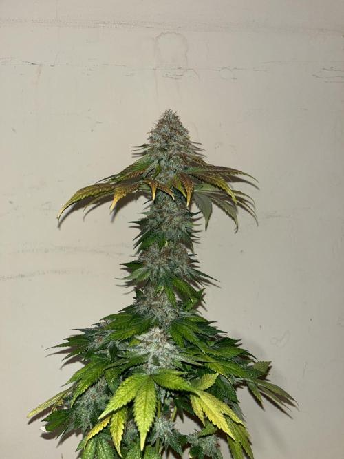 Mistery ¿?. Seedstockers. Week 15