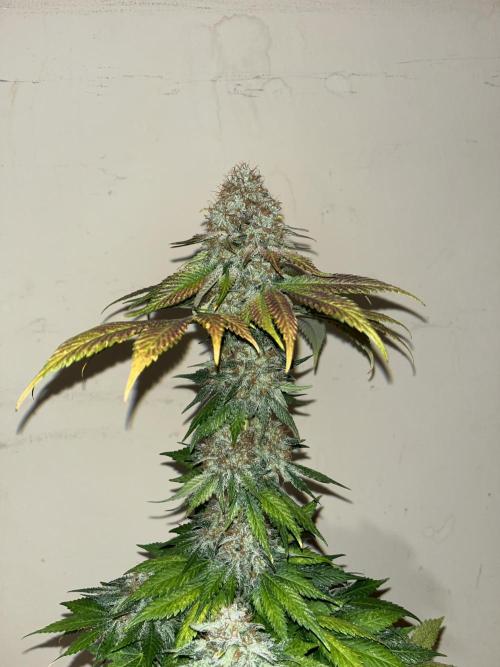 Mistery ¿?. Seedstockers. Week 15