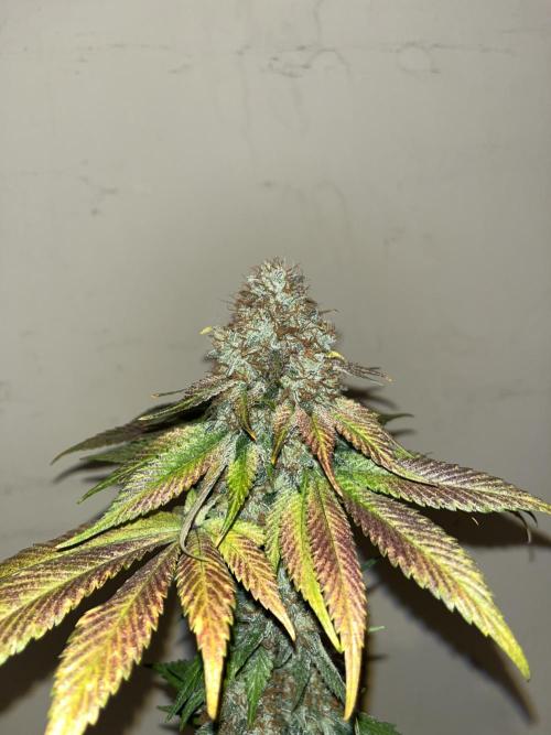 Mistery ¿?. Seedstockers. Week 15