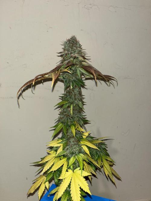 Mistery ¿?. Seedstockers. Week 15