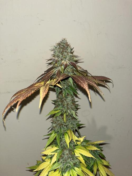 Mistery ¿?. Seedstockers. Week 15