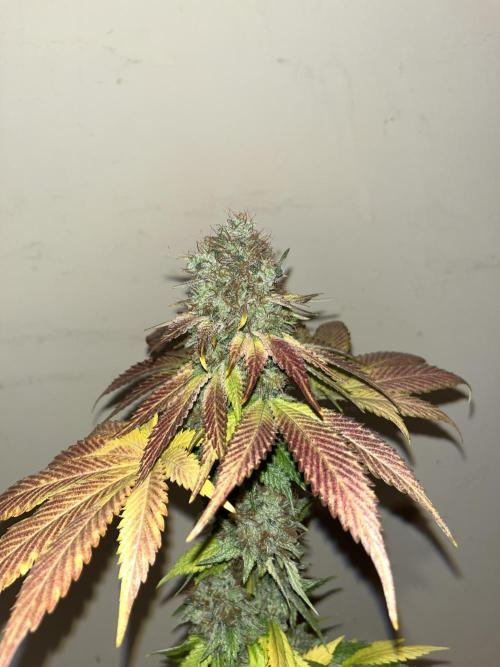 Mistery ¿?. Seedstockers. Week 15