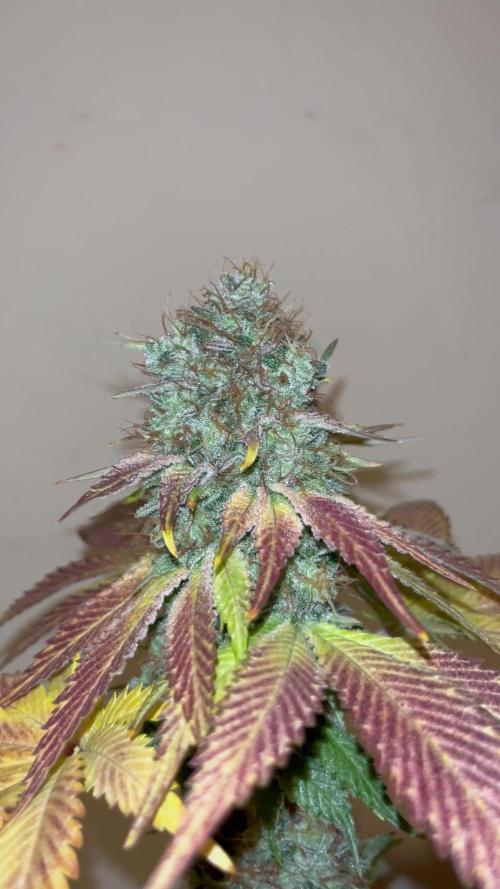 Mistery ¿?. Seedstockers