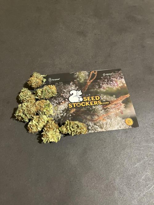 Mistery ¿?. Seedstockers. Week 15