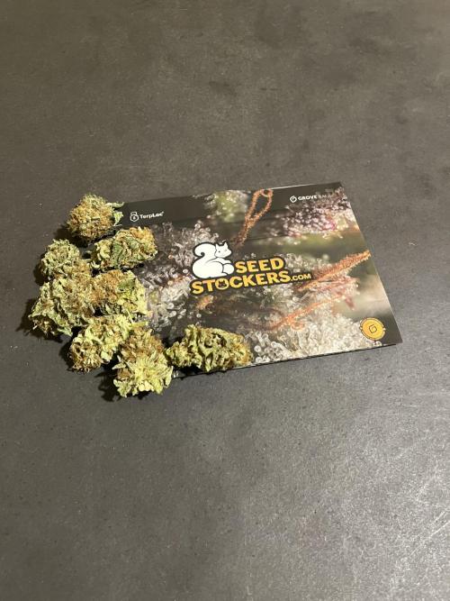 Mistery ¿?. Seedstockers. Week 15