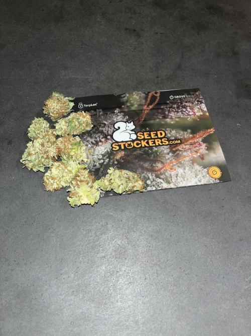 Mistery ¿?. Seedstockers. Week 15