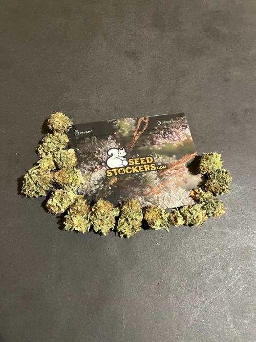 Mistery ¿?. Seedstockers. Week 15