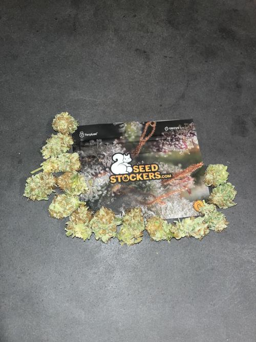 Mistery ¿?. Seedstockers. Week 15