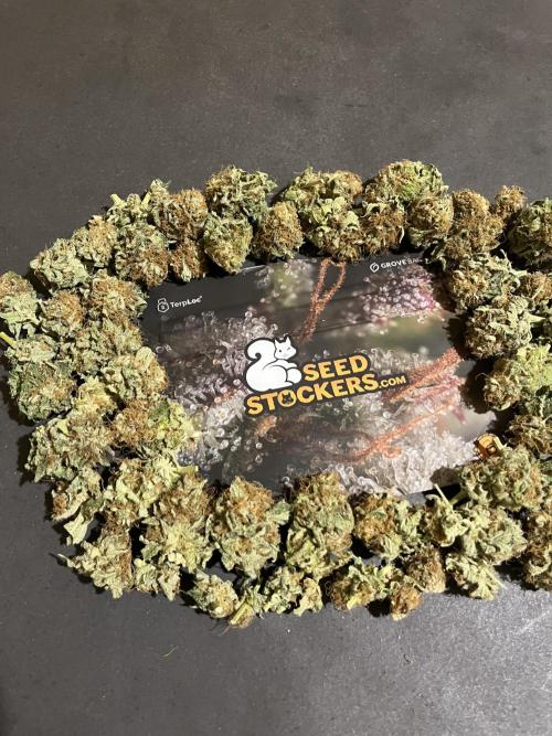 Mistery ¿?. Seedstockers. Week 15