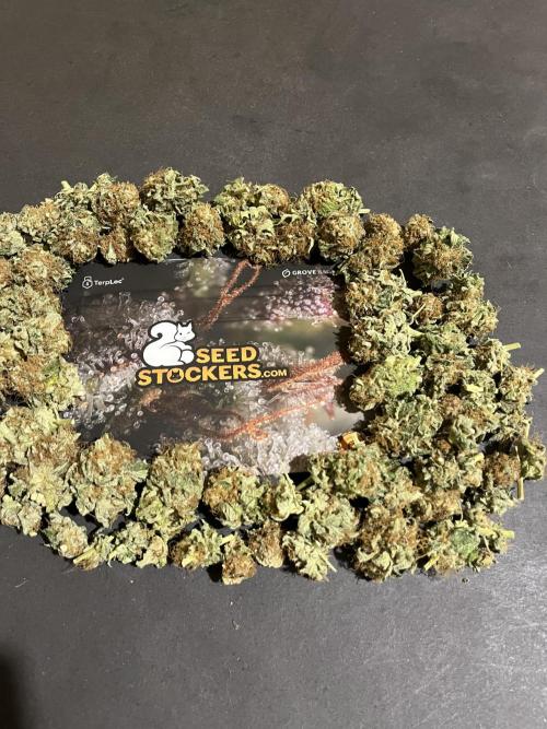 Mistery ¿?. Seedstockers. Week 15