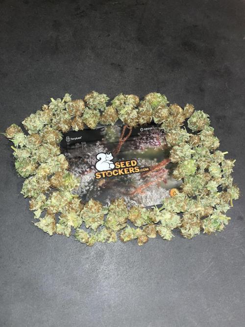 Mistery ¿?. Seedstockers. Week 15