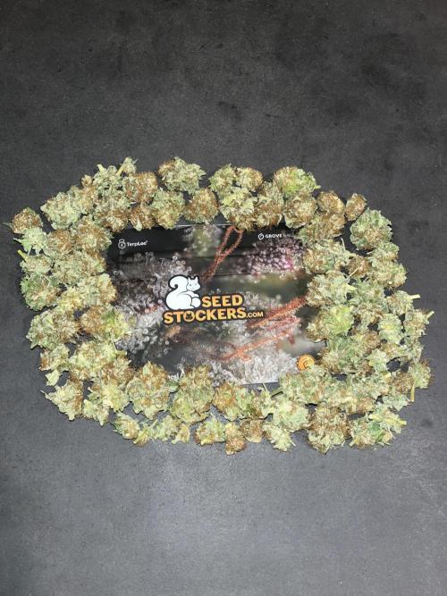 Mistery ¿?. Seedstockers. Week 15