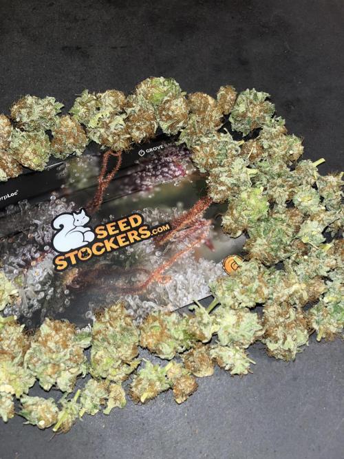 Mistery ¿?. Seedstockers. Week 15